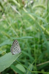 黑蝴蝶的蝴蝶（二）
