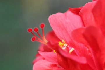 朱瑾