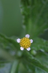 大自然的图案--牛膝菊