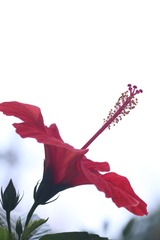 扶桑花开