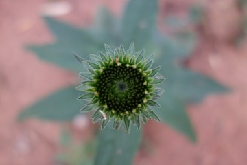 大自然的图案--松果菊花蕾