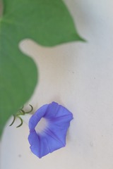 静谧时光（二）