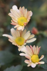 小小秋菊（一）