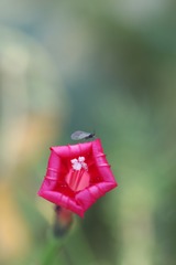 制高点