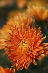 小小秋菊（四）