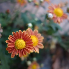 小小秋菊（五）