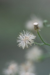 一丝牵挂（二）
