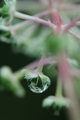 哭泣的商陆