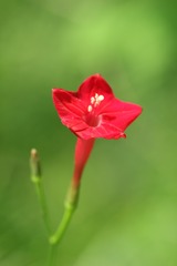盼望