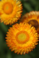 蜡菊（二）