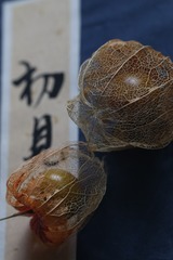 人生若只如初见（五）