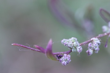 一丝牵挂（四）