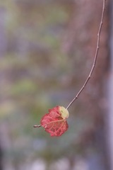 一掌殷红