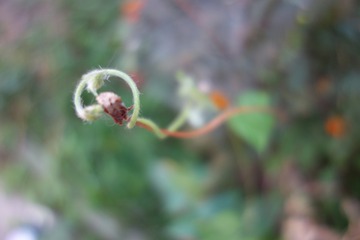 一丝牵挂（五）