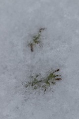 雪下面的地钱