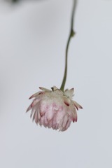 小雪•蜡菊