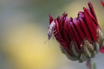 菊与蝽