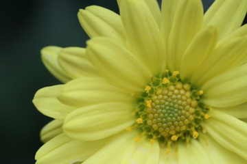 小小秋菊（六）