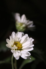 小小秋菊（七）