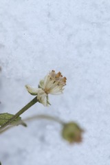 昨夜又下了一场雪