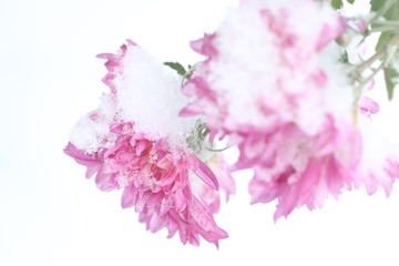 今日大雪