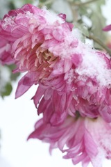 雪中菊