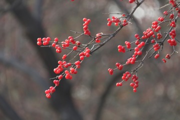 忍冬木（二）
