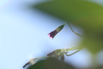 等待阳光