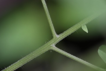 番茄的茎