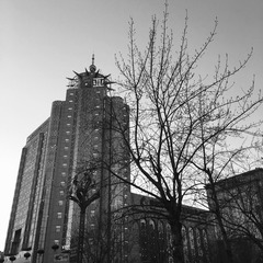 树.城(手机摄影Day5)