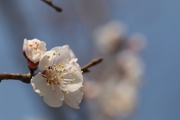 今日清明