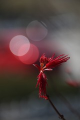 红枫