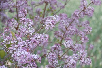 丁香花开