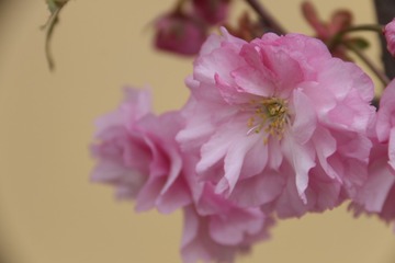 樱
