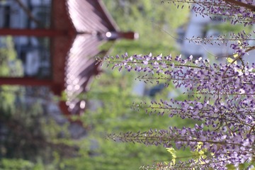 紫藤花又开