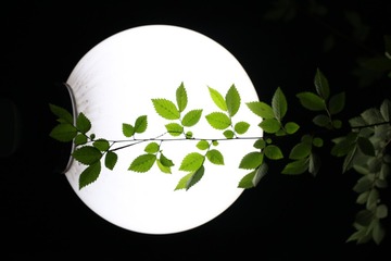 生根的思念