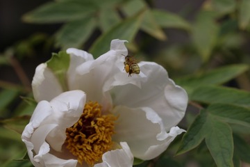 打包回家的小蜜蜂