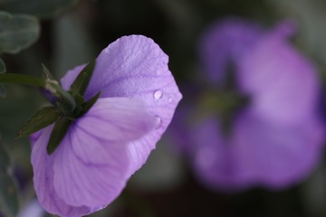 雨后