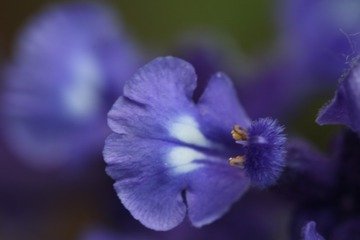 薰衣草