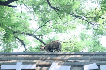 屋顶上的猫