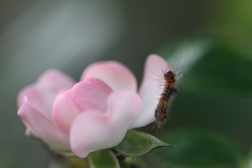 毒蛾幼虫