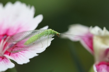 草蛉