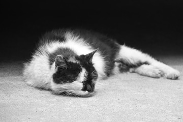 一只午睡的猫