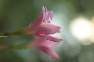 韭莲