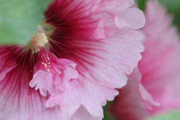 蜀葵