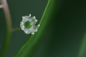 今日大暑