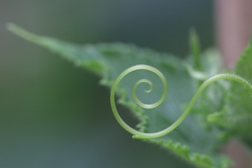 韵