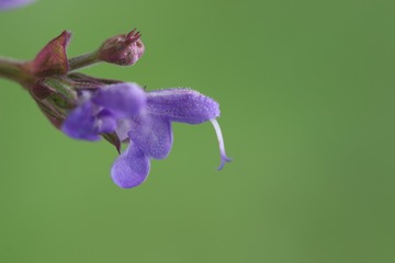 鼠尾草