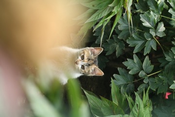 躲在花丛里的猫