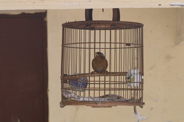 鸟